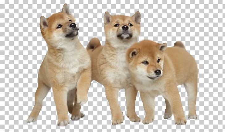 Shiba Inu Akita Puppy Yorkshire Terrier Stock Photography PNG, Clipart, Akita Inu, Ancient Dog Breeds, Animal, Animals, Bree Free PNG Download