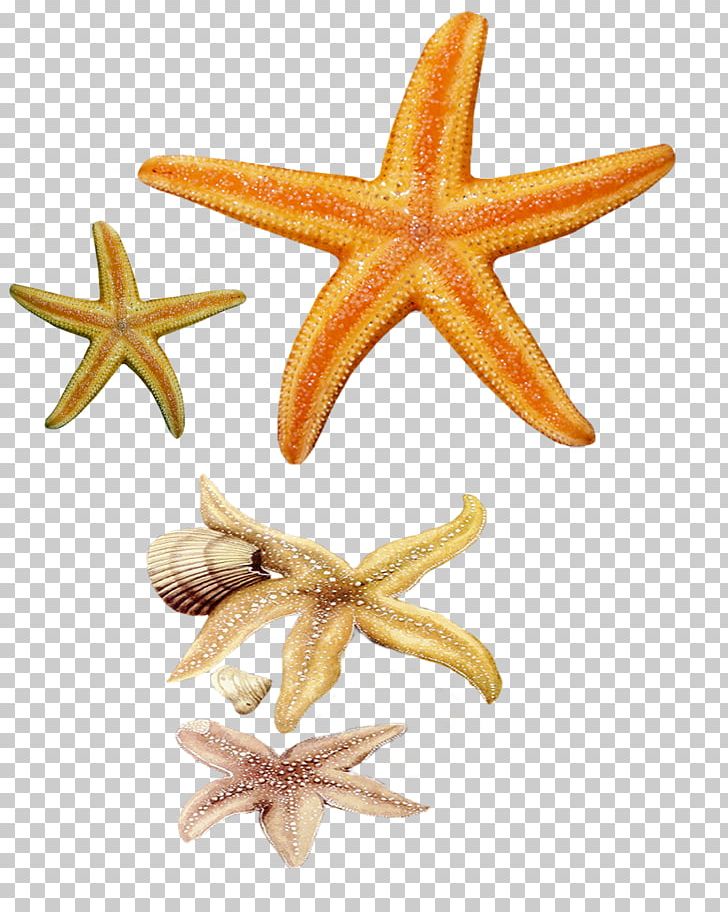 Starfish Echinoderm PNG, Clipart, Animals, Clip Art, Download, Echinoderm, Fish Free PNG Download