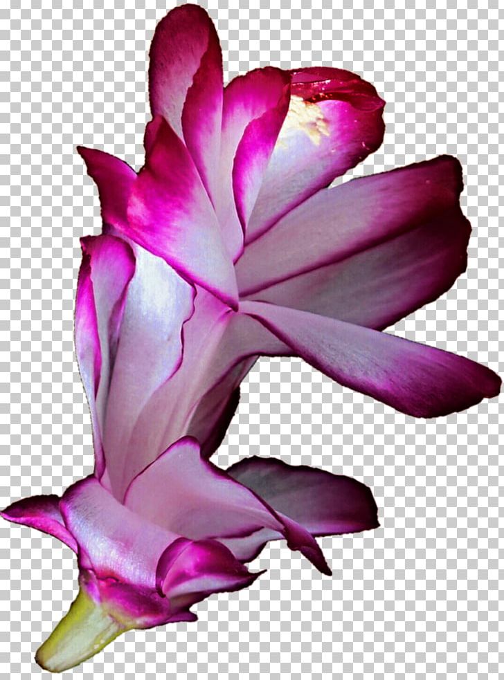 Flower Cactaceae PNG, Clipart, Cactaceae, Clip Art, Cut Flowers, Flor, Flower Free PNG Download