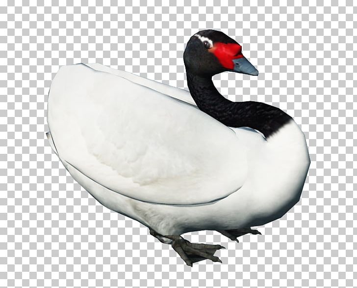 Swan Goose Black Swan Bird Duck PNG, Clipart, Animals, Bird, Black Swan, Cygnini, Diagram Free PNG Download