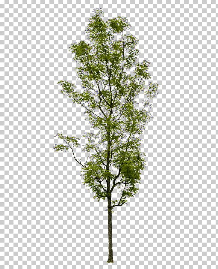 Askur Tree Shrub Artificial Flower Trunk PNG, Clipart, Arecaceae, Artificial Flower, Ash, Askur, Branch Free PNG Download