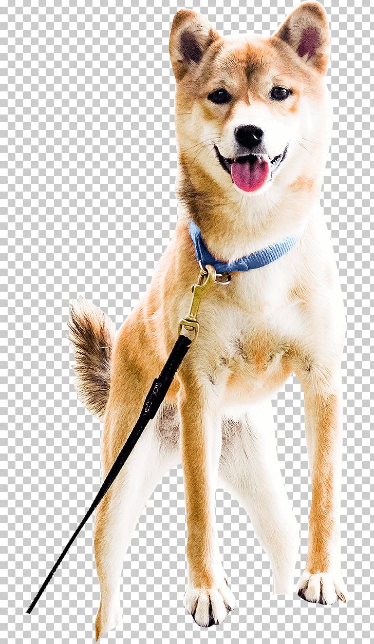 Shiba Inu Akita Shikoku Finnish Spitz Pomeranian PNG, Clipart, Akita, Akita Inu, Animals, Carnivoran, Companion Dog Free PNG Download