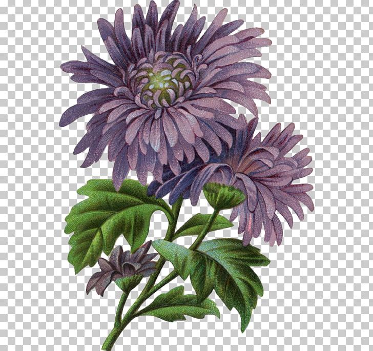 Victorian Era Flower Photography Art PNG, Clipart, Annual Plant, Blume, Chrysanths, Cut Flowers, Daisy Family Free PNG Download