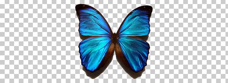 Butterfly PNG, Clipart, Butterfly Free PNG Download