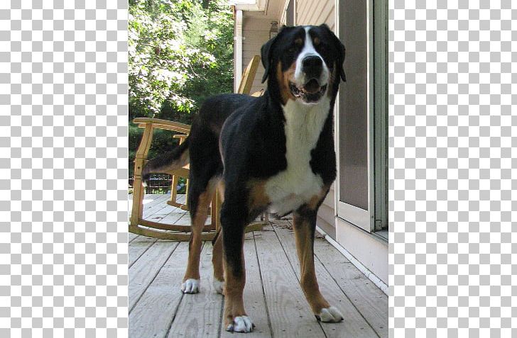 Greater Swiss Mountain Dog Entlebucher Mountain Dog Bernese Mountain Dog Appenzeller Sennenhund Dog Breed PNG, Clipart, Animal Rescue Group, Bernese, Breed, Breed Group Dog, Carnivoran Free PNG Download