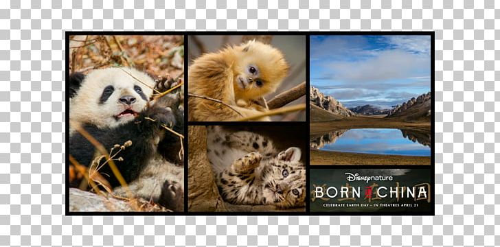 Mammal Frames Collage Snout Wildlife PNG, Clipart, Collage, Fauna, Love, Mammal, Organism Free PNG Download