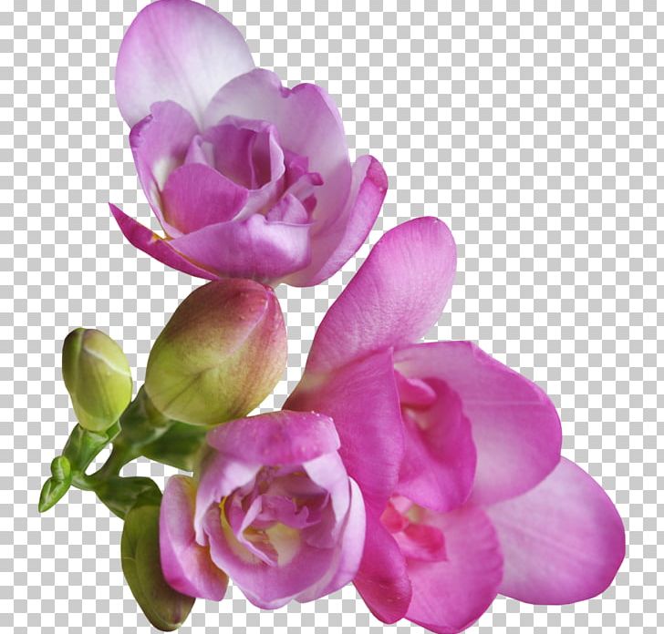 Petal Violet Flower Portable Network Graphics PNG, Clipart, Cut Flowers, Floral Design, Flower, Flowering Plant, Garden Roses Free PNG Download