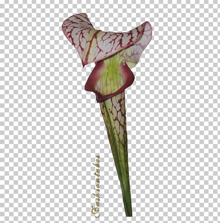 Plant Stem PNG, Clipart, Flora, Flower, Others, Petal, Plant Free PNG Download