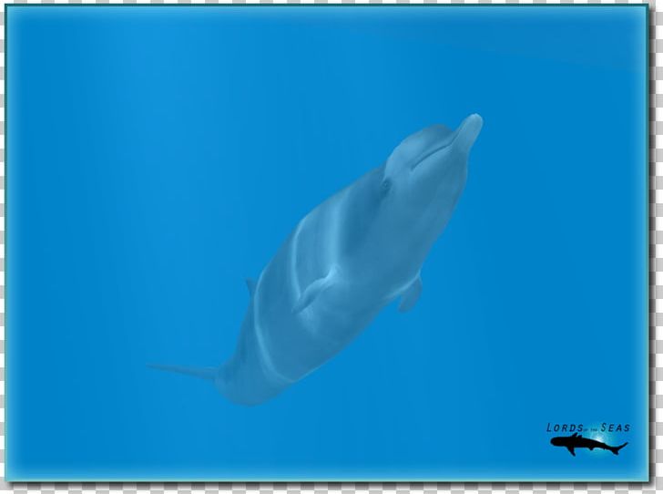 Shark Common Bottlenose Dolphin Tucuxi Short-beaked Common Dolphin Spinner Dolphin PNG, Clipart, Beaked Whale, Cetacea, Fauna, Mammal, Marine Biology Free PNG Download