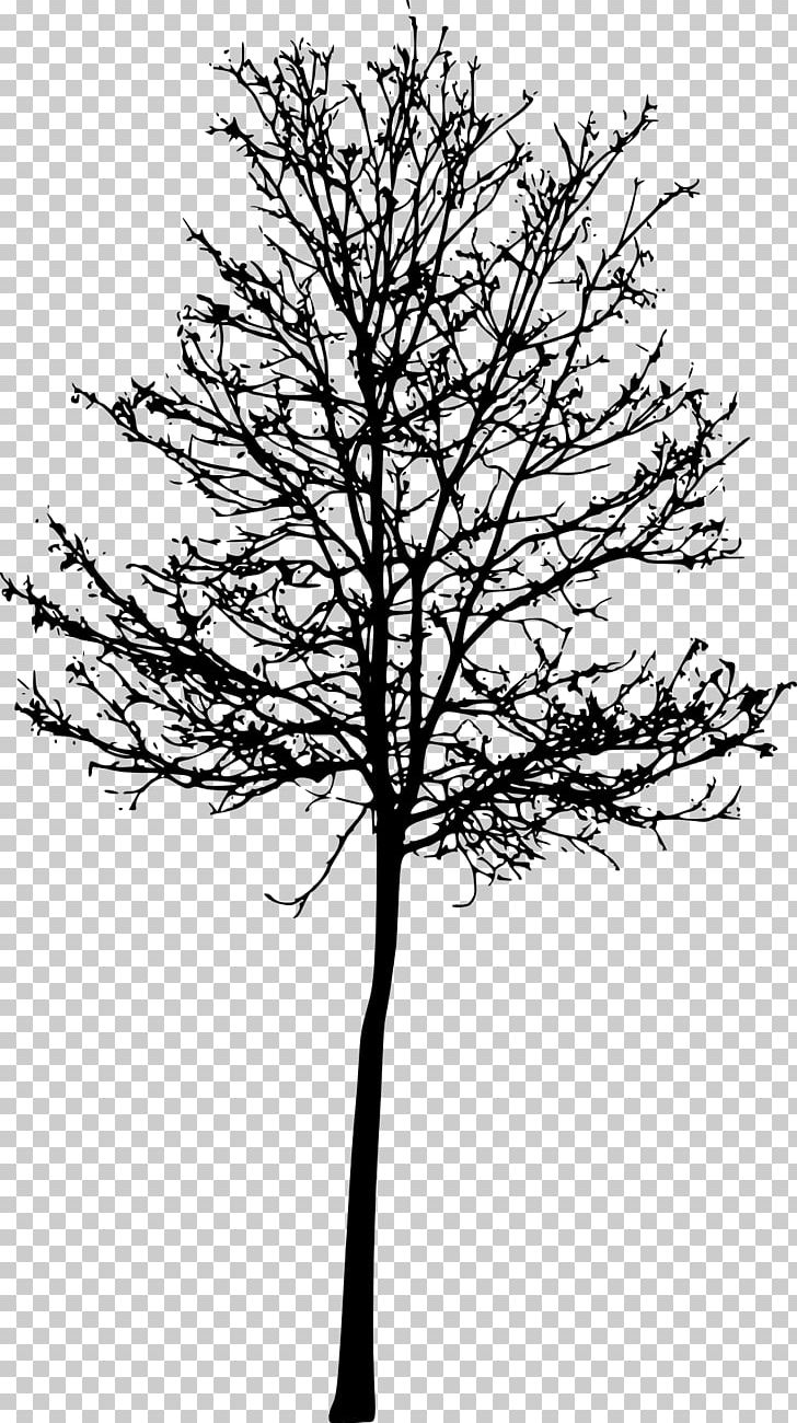 Wichita Twig Tree Mental Health Counselor PNG, Clipart, Black And White, Branch, Coaching, Conifer, Counseling Psychology Free PNG Download