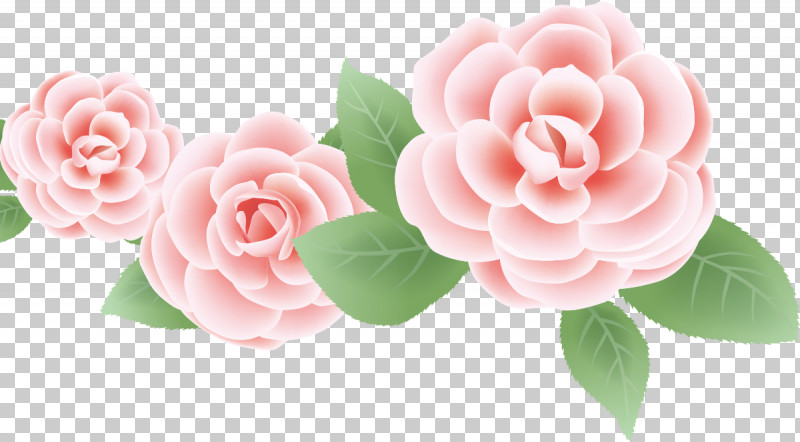 Three Flowers Three Roses Valentines Day PNG, Clipart, Camellia, Flower,  Garden Roses, Japanese Camellia, Leaf Free