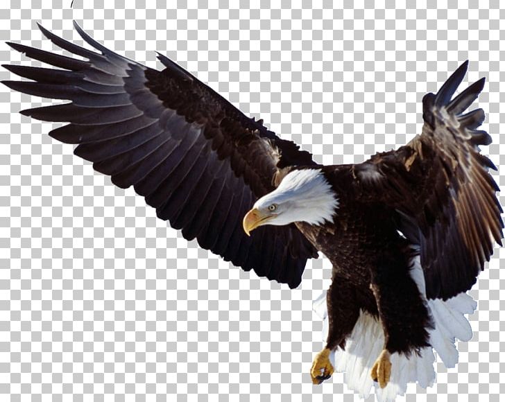 Bird Of Prey Bald Eagle Golden Eagle PNG, Clipart, Accipitridae, Accipitriformes, Albatross, Animal, Bald Eagle Free PNG Download
