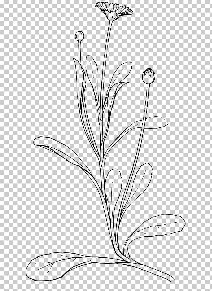 Drawing Watercolor Painting PNG, Clipart, Black And White, Branch, Color, Coloring Book, Common Daisy Free PNG Download