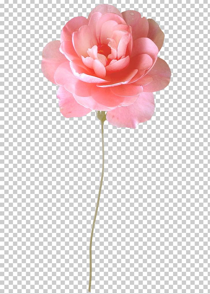 Garden Roses Centifolia Roses Flower Desktop PNG, Clipart, 1080p, Artificial Flower, Bud, Centifolia Roses, Clock Free PNG Download