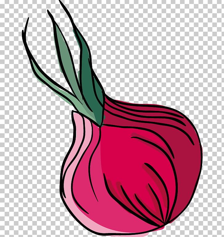 Onion PNG, Clipart, Adobe Illustrator, Encapsulated Postscript, Flower, Food, Fruit Free PNG Download