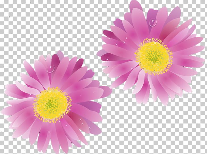 Transvaal Daisy Chrysanthemum Floristry Petal Close-up PNG, Clipart, Annual Plant, Aster, Beautiful, Chrysanthemum Chrysanthemum, Chrysanthemum Flowers Free PNG Download