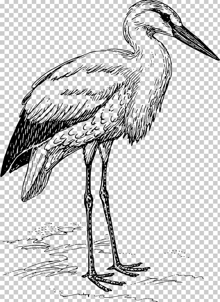 White Stork Bird PNG, Clipart, Animals, Art, Beak, Birds, Black And White Free PNG Download