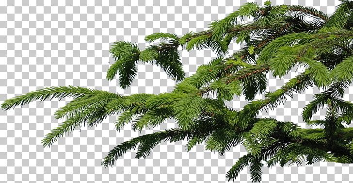 Branch Tree Spruce Photography PNG, Clipart, Biome, Branch, Christmas, Conifer, Eucalyptus Free PNG Download