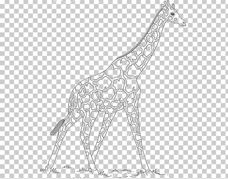 Giraffe Line Art Neck Wildlife Animal PNG, Clipart, Animal, Animal Figure, Area, Artwork, Black And White Free PNG Download