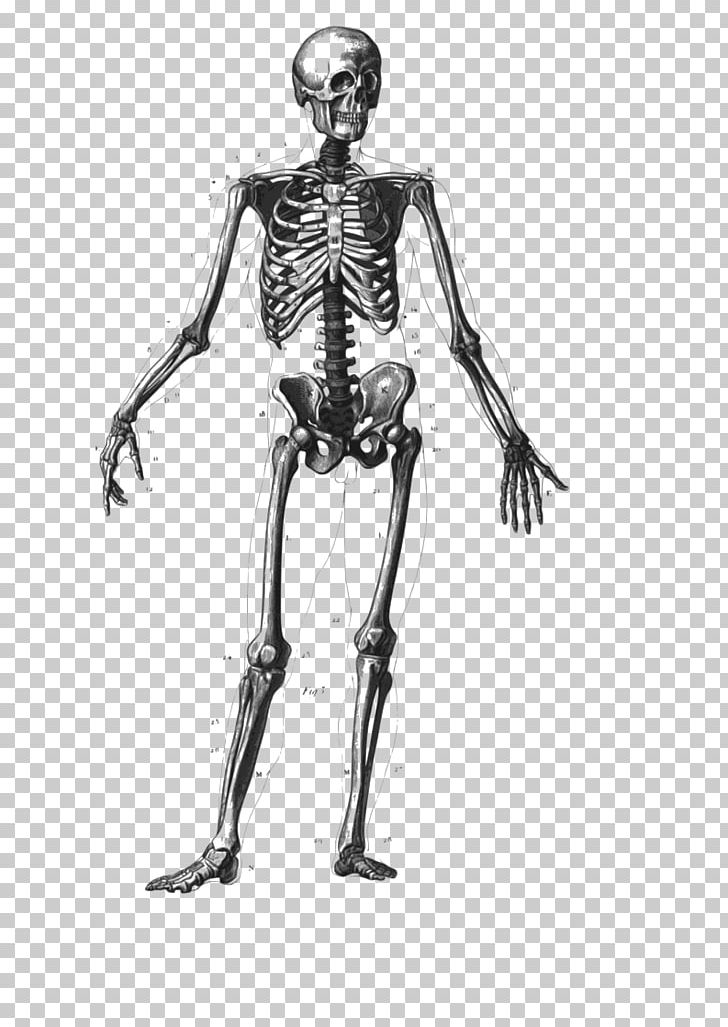 Human Skeleton Human Body Bone Homo Sapiens PNG, Clipart, Anatomy, Arm, Armour, Axial Skeleton, Black And White Free PNG Download