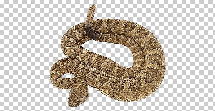 Rattlesnake Vipers PNG, Clipart, Animal, Animal Bite, Animals, Boa Constrictor, Bothrops Alternatus Free PNG Download