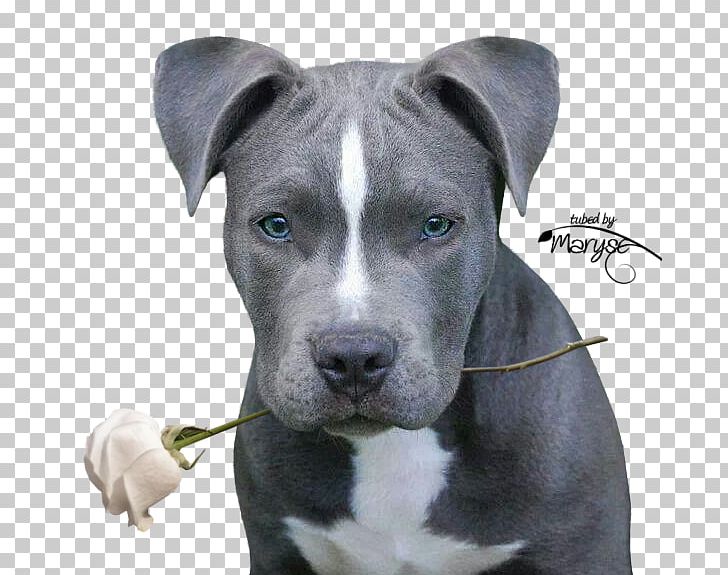45+ American Staffordshire Terrier Blue