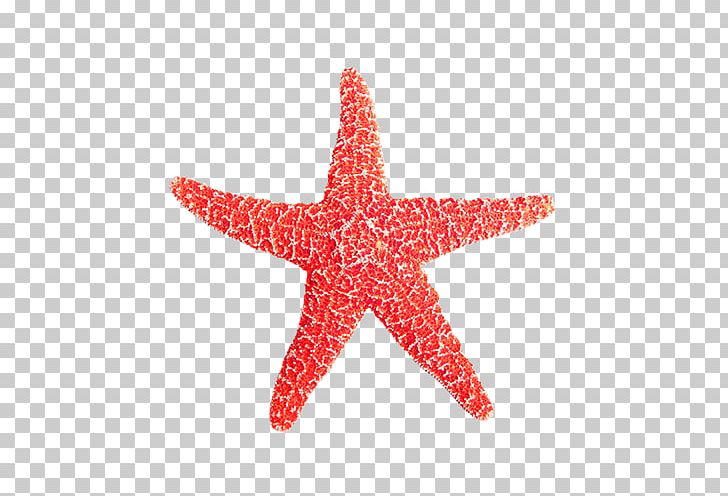 Euclidean Starfish Icon PNG, Clipart, Adobe Illustrator, Animals, Callopatiria Granifera, Download, Echinoderm Free PNG Download