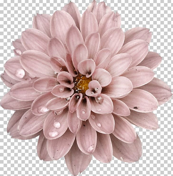 Frames Flower Dahlia Petal PNG, Clipart, Chrysanthemum, Chrysanths, Clip Art, Cut Flowers, Dahlia Free PNG Download