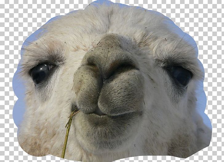 Guard Llama Working Animal Alpaca Birthday PNG, Clipart, Alpaca, Alpaca Fiber, Animal, Birthday, Camel Free PNG Download