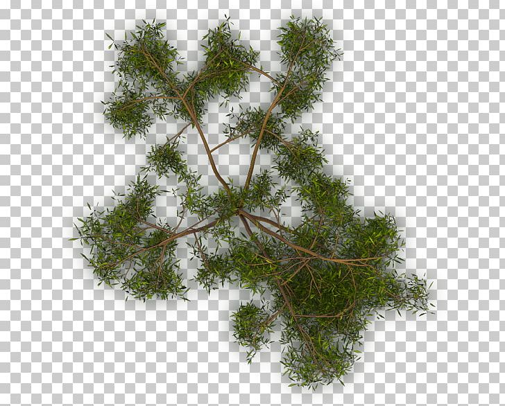 Larch Tree Twig Evergreen Branch PNG, Clipart, Branch, Com, Computer Software, Evergreen, Grass Free PNG Download