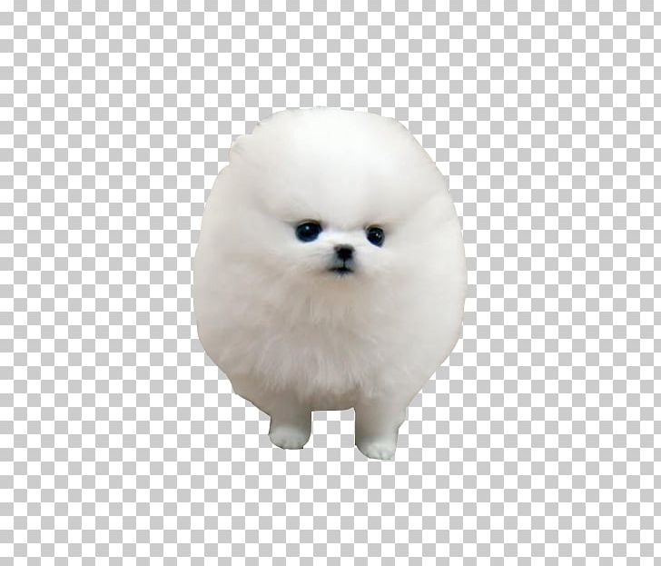 Pomeranian German Spitz Klein Japanese Spitz Volpino Italiano Png Clipart Animal Animals Canidae Carnivoran Companion Dog