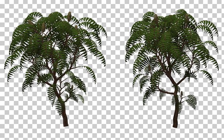 Rhus Typhina Tree Structure Babassu PNG, Clipart, Arecales, Art, Attalea Speciosa, Coconut, Date Palm Free PNG Download