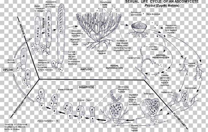 Arbuscular Mycorrhiza Sac Fungi Biological Life Cycle Mycelium PNG, Clipart, Angle, Arbuscular Mycorrhiza, Artwork, Asexual Reproduction, Auto Part Free PNG Download