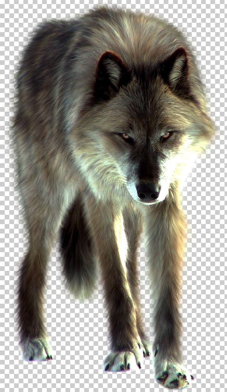 Arctic Wolf PNG, Clipart, Animals, Arctic Wolf, Black Wolf, Canis Lupus Tundrarum, Clip Art Free PNG Download