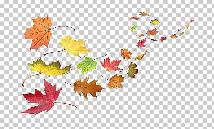 Autumn Leaf Color Wind PNG, Clipart, Autumn, Autumn Leaf Color, Branch, Fall, Flora Free PNG Download