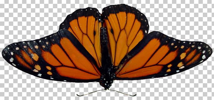 Monarch Butterfly Insect Angangueo PNG, Clipart, Arama, Arthropod, Brush Footed Butterfly, Butterflies And Moths, Butterfly Free PNG Download