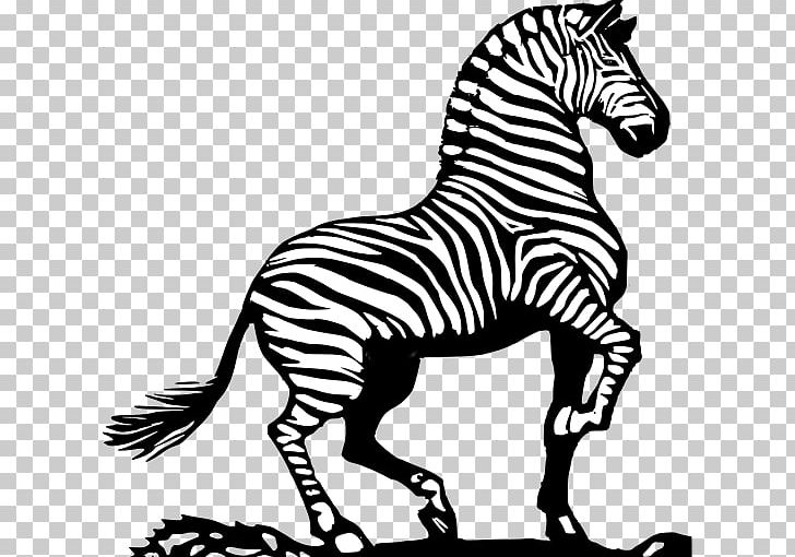 Zebra Horse Black And White PNG, Clipart, Animal Figure, Animals, Animals Coloring, Black And White, Coloring Pages Free PNG Download