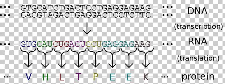 Amino Acid Genetic Code DNA Nucleic Acid PNG, Clipart, Acid, Amino Acid, Angle, Base, Brand Free PNG Download