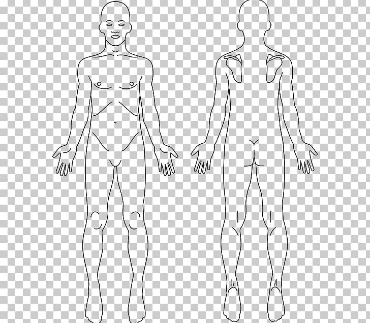 Anatomy Human Body Human Back Human Skeleton PNG, Clipart, Abdomen, Anatomy, Angle, Arm, Face Free PNG Download
