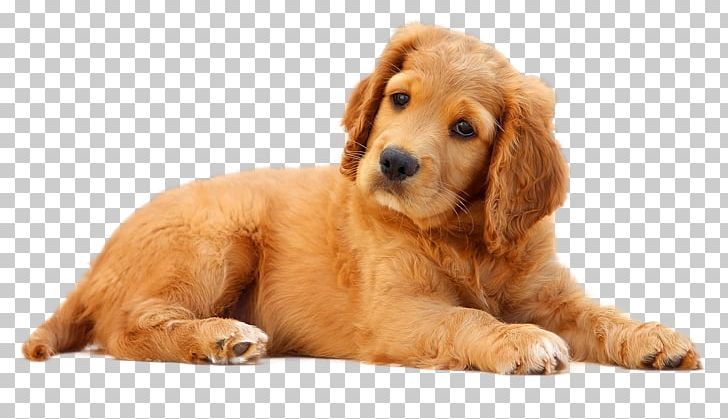 Dog Pet Puppy Cat PNG, Clipart, Animals, Bed, Carnivoran, Cat, Companion Dog Free PNG Download