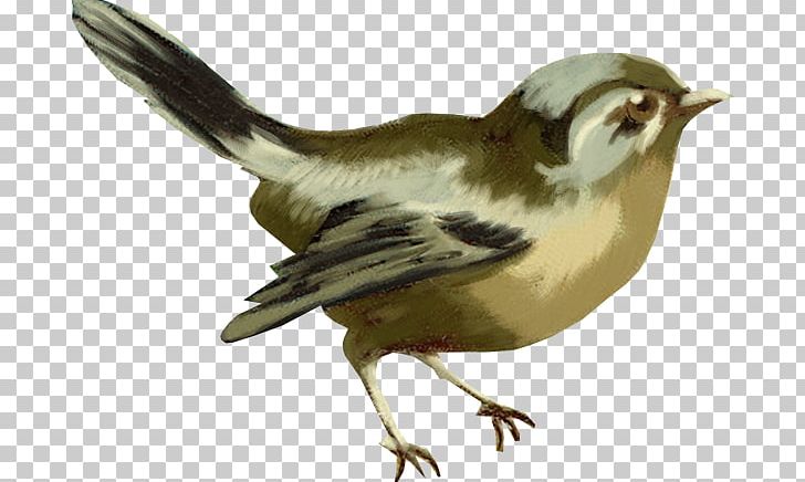 Paper Scroll PNG, Clipart, Beak, Bird, Chickadee, Download, Emberizidae Free PNG Download