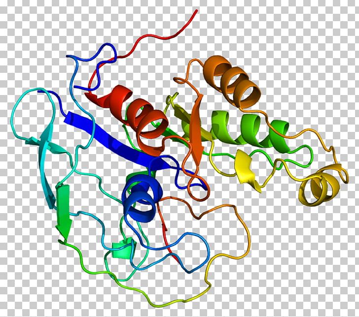 TNK2 Tyrosine Kinase Gene Human PNG, Clipart, Area, Art, Artwork, Cdc42, Cf 4 Free PNG Download