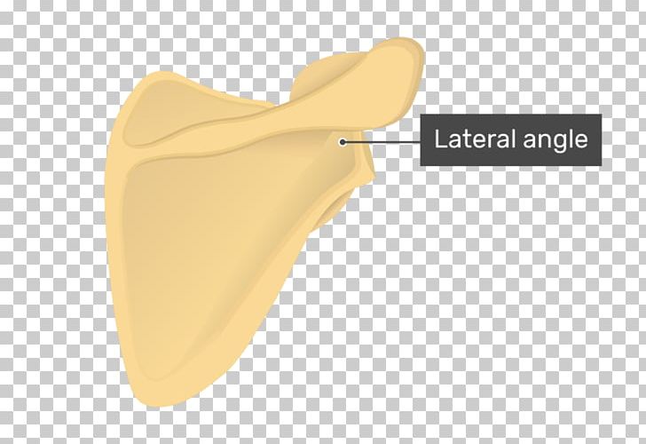 Angulus Lateralis Scapulae Anatomy Superior Angle Of Scapula Bone PNG, Clipart, Anatomy, Beige, Bone, Clavicle, Human Head Free PNG Download