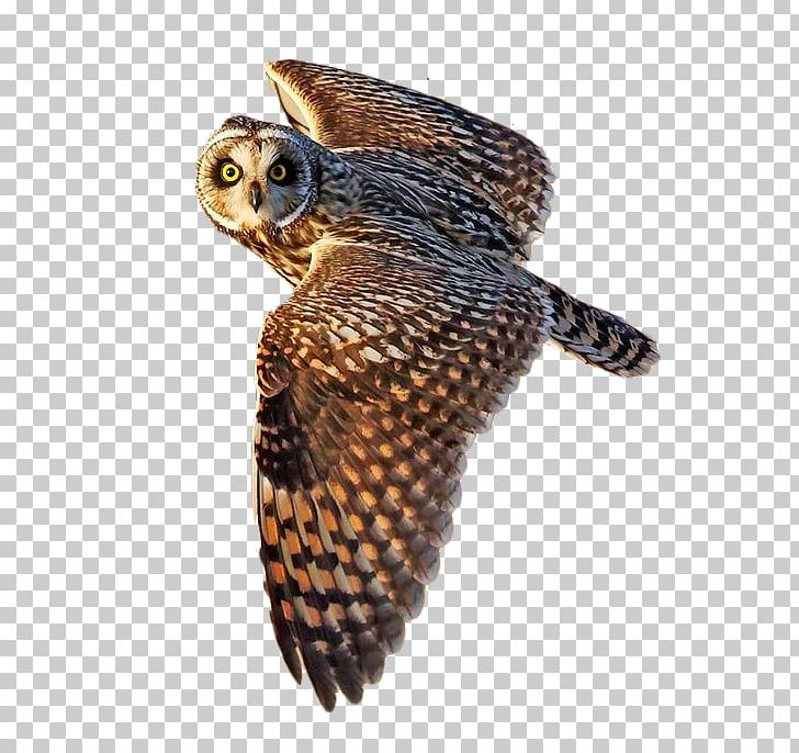 Short-eared Owl Bird Flight Little Owl PNG, Clipart, Animal, Animals, Back, Barn Owl, Beak Free PNG Download
