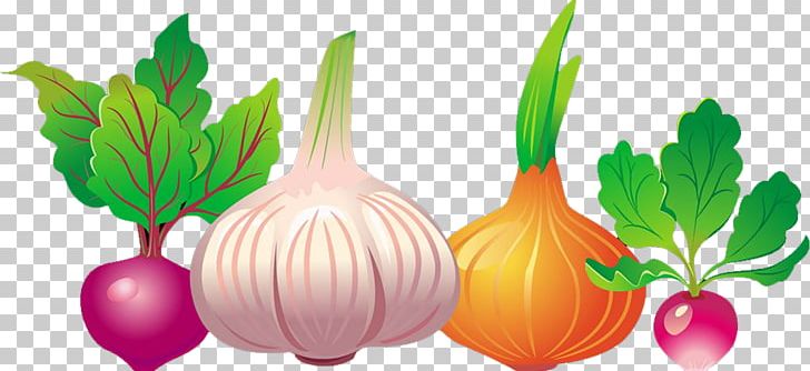 Common Beet Vegetable Euclidean Beetroot PNG, Clipart, Beta, Burden, Carrot, Cartoon Garlic, Chili Garlic Free PNG Download