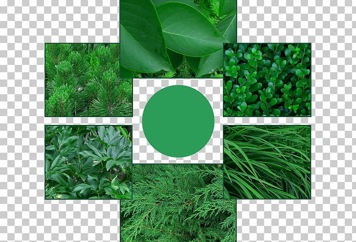 Common Lilac Leaf Gardening Cupressus PNG, Clipart, Cmyk Color Model, Color, Common Lilac, Cupressus, Cypress Free PNG Download