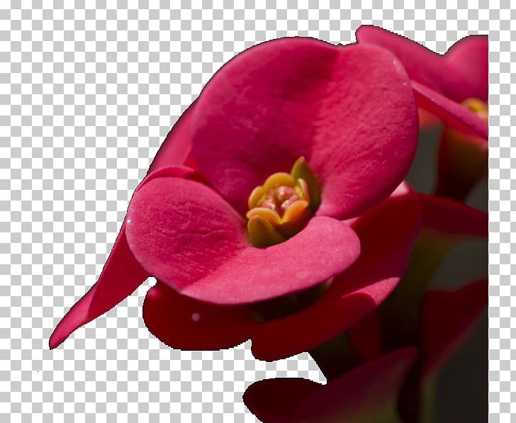 Flower Plant Thorns PNG, Clipart, Begonia, Blossom, Closeup, Euclidean Vector, Euphorbia Milii Free PNG Download