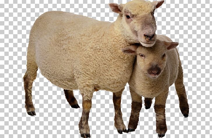 Goat Scottish Blackface PNG, Clipart, Animals, Bovid, Computer Icons, Cow Goat Family, Download Free PNG Download