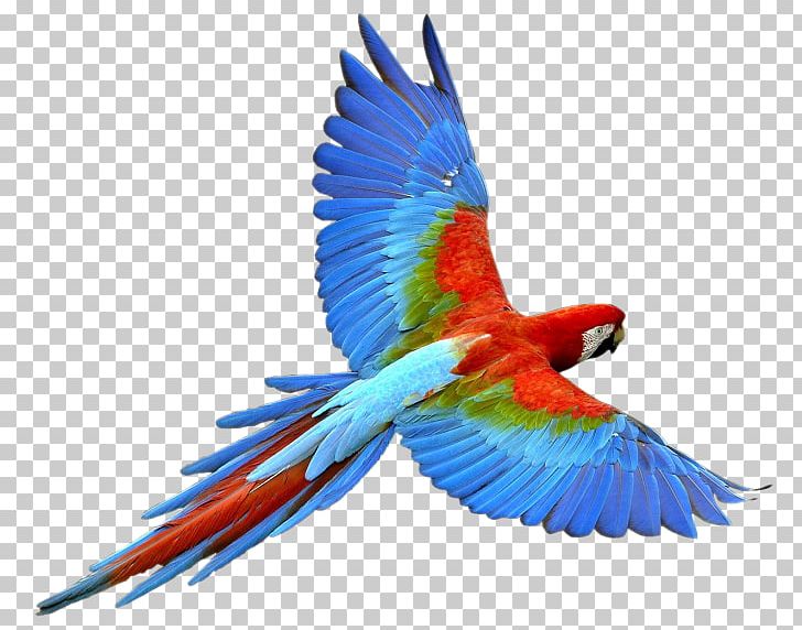 Parrot Bird Macaw PNG, Clipart, Animal, Animals, Beak, Bird, Budgerigar Free PNG Download