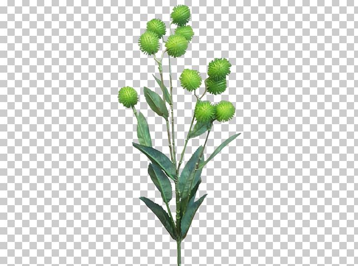 Cut Flowers Greater Burdock Thistle Astrantia Major PNG, Clipart, Artificial Flower, Astrantia Major, Bud, Burdock, Cut Flowers Free PNG Download